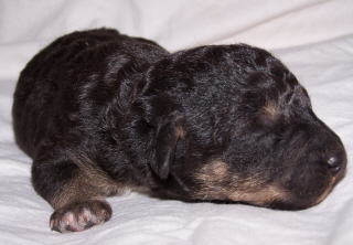 Alanus 06042006-4.jpg